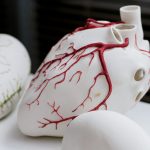 El desarrollo de órganos artificiales: Un paso hacia la medicina del futuro